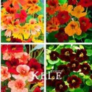 100 seeds Tropaeolum majus Nasturtium Seeds - Mixed Colors