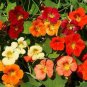 100 seeds Tropaeolum majus Nasturtium Seeds - Mixed Colors