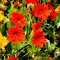 100 seeds Tropaeolum majus Nasturtium Seeds - Mixed Colors