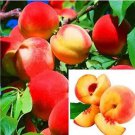 10 seeds Sweet Peach Flores Seeds