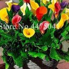 200 seeds Rainbow Calla Lily Flower Seeds Colorful Flowers