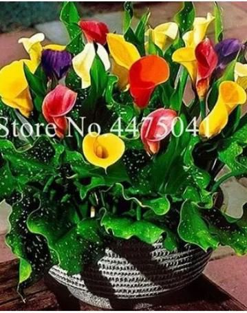 200 seeds Rainbow Calla Lily Flower Seeds Colorful Flowers