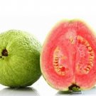 100 seeds Guava Seeds