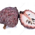 20 seeds Graviola Annona Muricata Sweetsop Delicious Fruit Seeds - Mixed