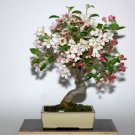 50 seeds Malus Halliana Seeds - Pink Bonsai Flowers