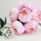 10 seeds Chinese Peony Seeds - Light Pink Ball Flowers