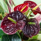 100 seeds  Anthurium Seeds - Dark Red Flowers