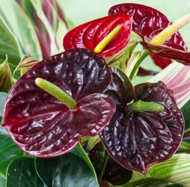 100 seeds  Anthurium Seeds - Dark Red Flowers