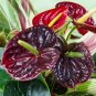 100 seeds  Anthurium Seeds - Dark Red Flowers