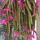 100 seeds  Hanging Sedum Seeds