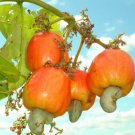 5 seeds Cashew Tree Seeds - Light Orange Fruits