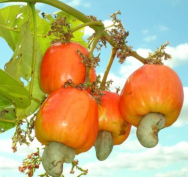 5 seeds Cashew Tree Seeds - Light Orange Fruits