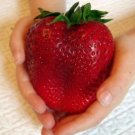 600 seeds Heirloom Super Giant Japan Red Strawberry Organic Seeds