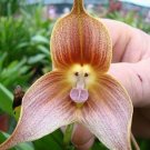 200 seeds Monkey Face Orchids Seeds - Whitish Light Brown Flowers