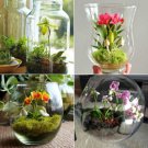 100 seeds Mini Orchid Seeds - Mixed Rose Red Purple Orange White Flowers