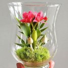 100 seeds Mini Seed Orchid Seeds - Rose Red Flowers