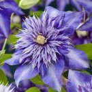 100 seeds Clematis Seeds - Light Khaki Color