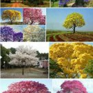 50 seeds Jacaranda Mimosifolia Tree Seeds - Mixed 4 Colors