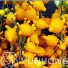 50 seeds Rare Nipple Eggplant Seeds 100% Organic & Non-GMO Fruit
