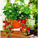 300 seeds Climbing Red Strawberry Seeds Big & Delicious