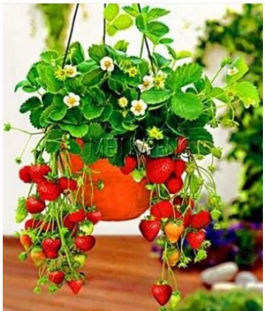 300 seeds Climbing Red Strawberry Seeds Big & Delicious