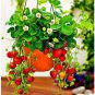 300 seeds Climbing Red Strawberry Seeds Big & Delicious