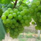 100 seeds Fragrant Sweet Green Grape Organic Seeds