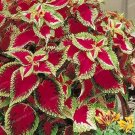 50 seeds Janpanese Coleus Blumei Seeds Fire Red Herb Leaves with Light Green - White Edge