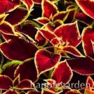 100 seeds Rare Coleus Blumei Bonsai Seeds Fire Red Petals with Golden Ege Leaves