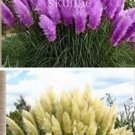 100 seeds Mixed Yellow Purple Pampas Grass Seeds Ornamental Garden Planting