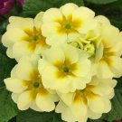 100 seeds  Evening Primrose Seeds - Light Yellowish White Flowers with Yellow Centre