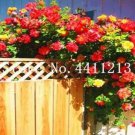 100 seeds Rose Red Thailand Climbing Rose Seeds
