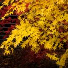 100 seeds Yellow Maple Tree Seeds