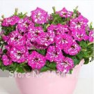 300 seeds Petunia Seeds Rose Pink Big Flowers with White Spots