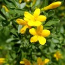 10 seeds Yellow Arabian Jasmine Seeds