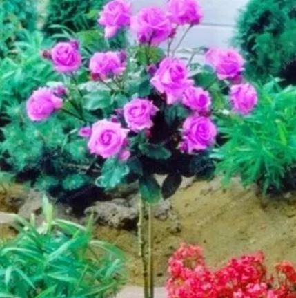 50 seeds Pinkish Purple Rose Tree Flower Seeds Perennial Plants