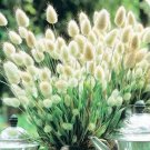 20 seeds Bunny Tails Lagurus Ovatus Seeds Spring Ornamental Grasses