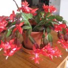100 seeds  Zygocactus Truncatus Bonsai Seeds - Rose Pink Flowers