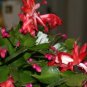 100 seeds Zygocactus Truncatus Bonsai Seeds - Rose Pink Flowers