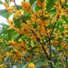 10 seeds  Fragrance osmanthus Tree Seeds - 2 Colors Available