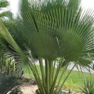 100 seeds Travelers Palm Flores Bonsai Seeds