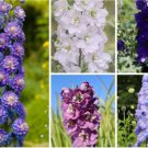 100 seedsHydrangea Rocket Larkspur Plant Seeds Ajacis Delphinium - Mixed 9 Colors