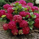 100 seeds Hydrangea Bonsai Flower Seeds - Mixed Blue Pink Red Flowers