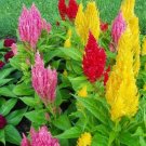 300 seeds Flamingo Cockscomb Seeds - Mixed Flowers