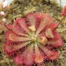 100 seeds Drosera Burmanni Seeds - Greenish Light Pink Color