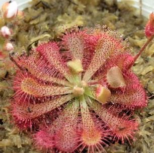 100 seeds Drosera Burmanni Seeds - Greenish Light Pink Color