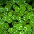 100 seeds  Shamrock Oxalis Medicago Trifolium Flower Seeds