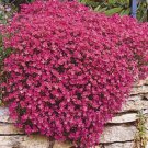100 seeds Creeping Thyme Seeds Rock CRESS - Rose Purple Color