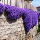 100 seeds  Creeping Thyme Seeds - Mixed Purple White Rose-Pink Blue Colors