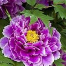 20 seeds Perennial Peony Flowers Seeds - Purple Flowers with Light Purple to White Edge Flowers